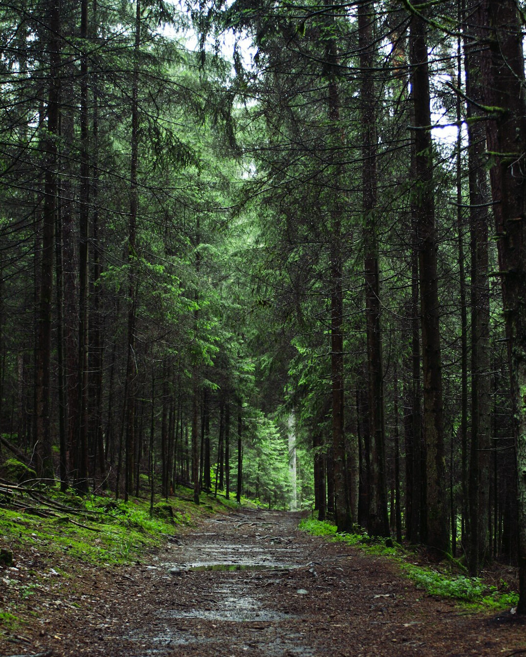 suspenseful forest path