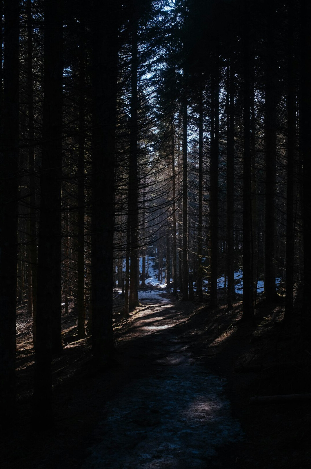forest path at dusk